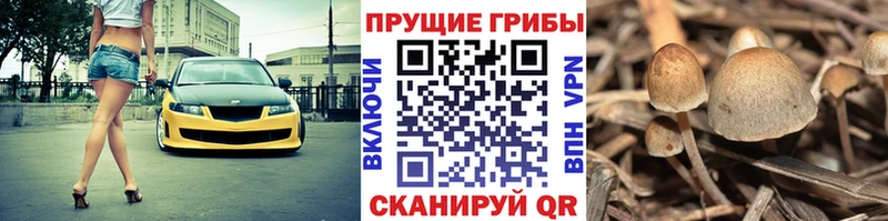 Псилоцибиновые грибы мухоморы  сайты даркнета телеграм  Курчатов 